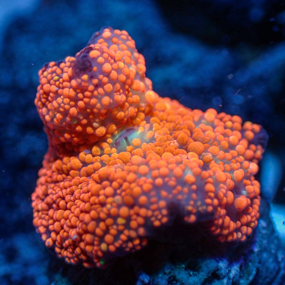 WYSIWYG Ultra Peach Interstellar Discosoma Mushroom