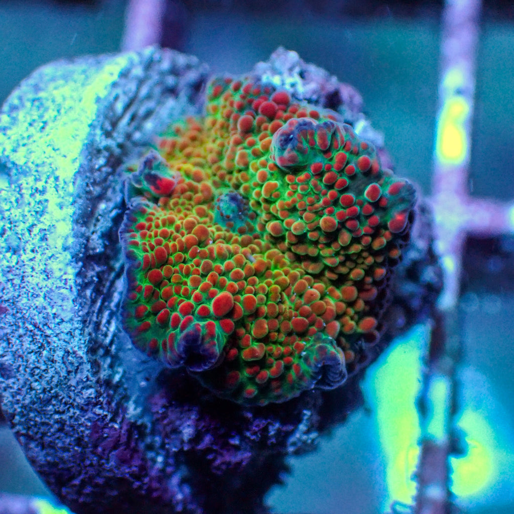 WYSIWYG Ultra Crimson Vector Discosoma Mushroom - Corals Anonymous