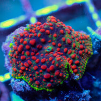 WYSIWYG Blood Viper Rainbow Discosoma Mushroom
