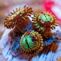 WYSIWYG Iron Man Zoa (3 Polyps)