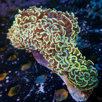 WYSIWYG Golden Rainbow Wall Hammer (4-5")