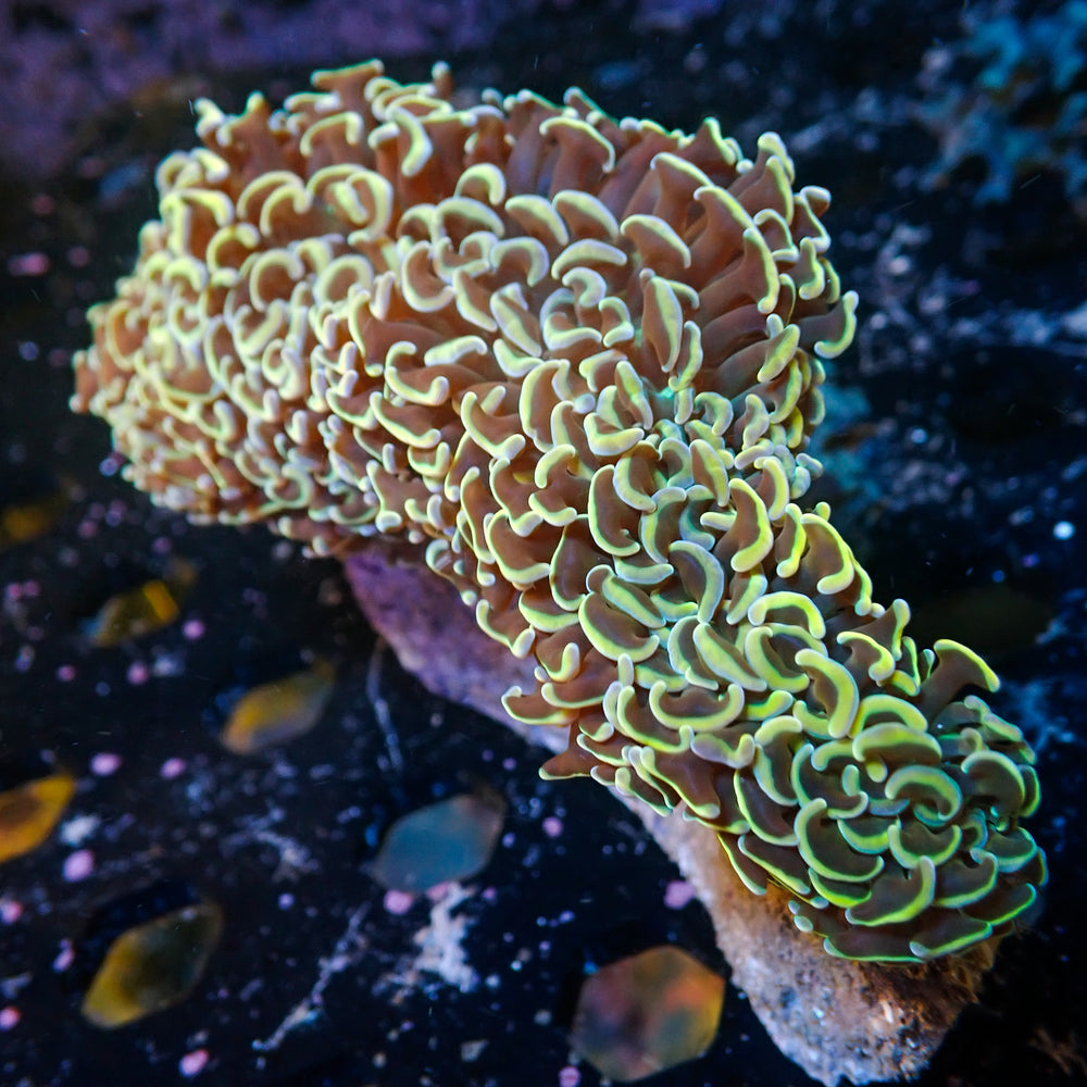 WYSIWYG Golden Rainbow Wall Hammer (4-5