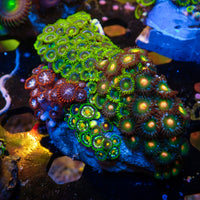 WYSIWYG Rainbow Zoa Combo Colony