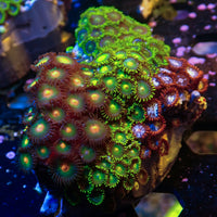 WYSIWYG Rainbow Zoa Combo Colony