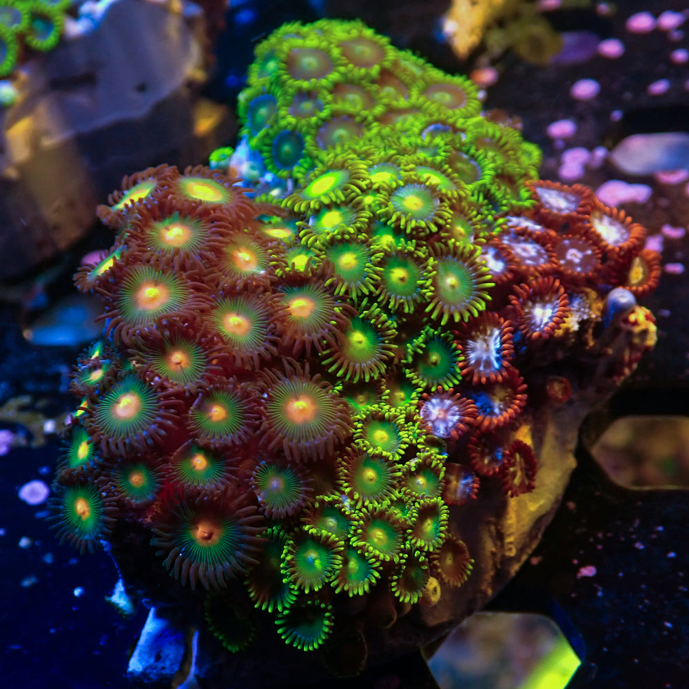 WYSIWYG Rainbow Zoa Combo Colony