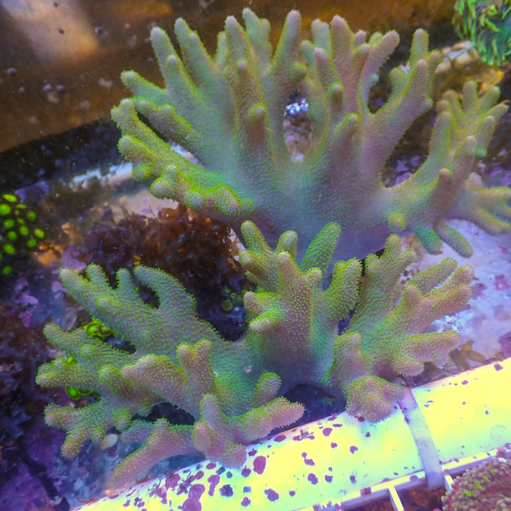 WYSIWYG Green Polyp Branching Leather Toadstool Sinularia (6-7