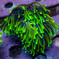 WYSIWYG Dragon Soul Torch Colony (3 Polyps)