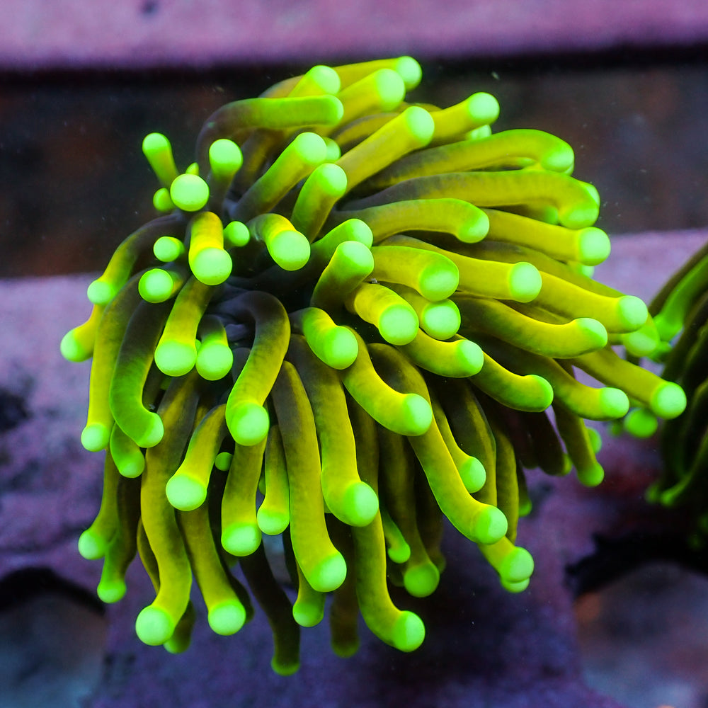 WYSIWYG Inferno Hellfire Indo Gold Torch (1 Polyp)