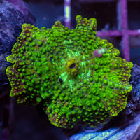 WYSIWYG Bounce Acid Trip Discosoma Mushroom