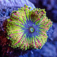 WYSIWYG Lemon Lime Yuma Mushroom