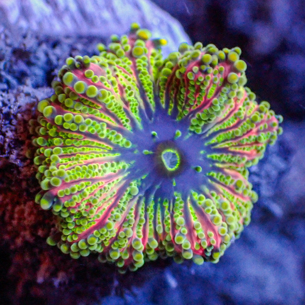 WYSIWYG Lemon Lime Yuma Mushroom