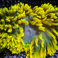 WYSIWYG Yellow Sunburst Bubble Tip Anemone (Rare, 5-7")