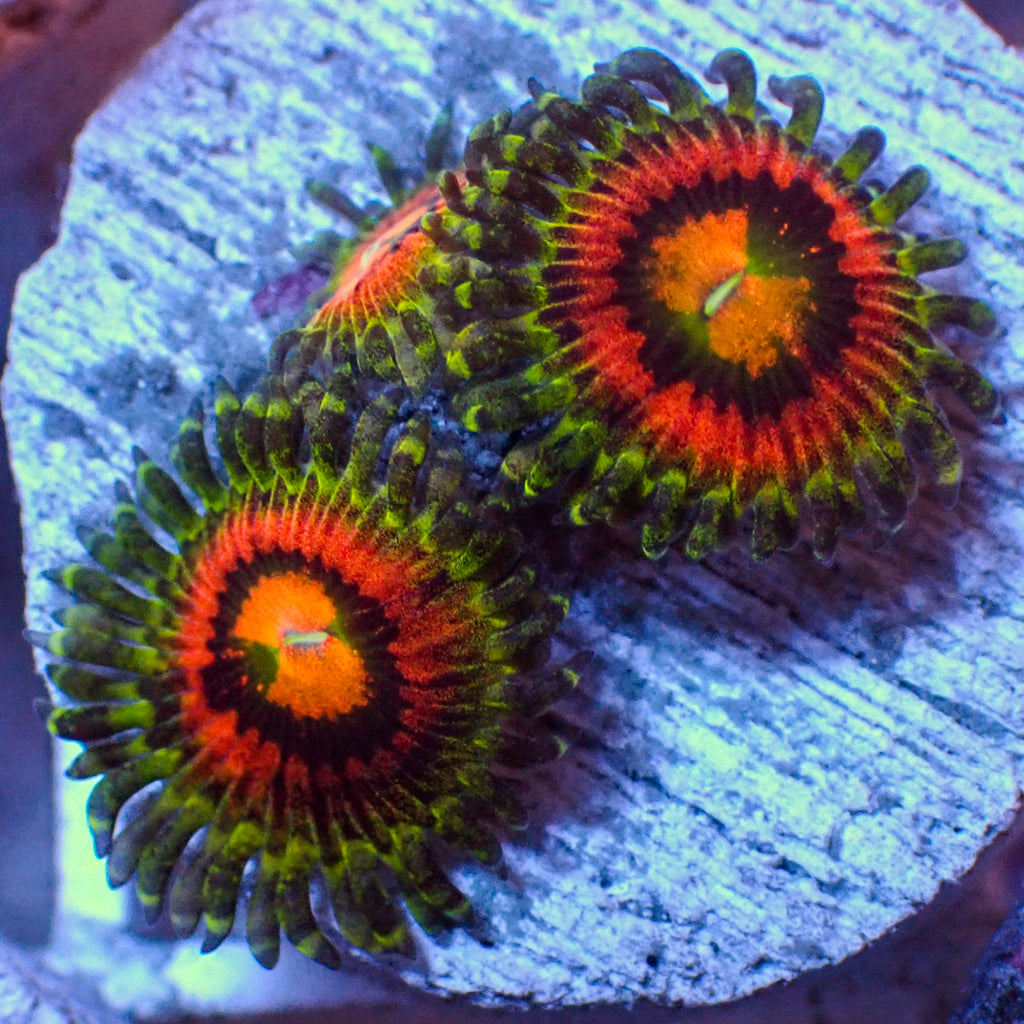 Rainbow Incinerator Zoa (2-3 Polyps) - Corals Anonymous