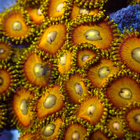 Scrambled Eggs Zoa (2-3 polyps)

