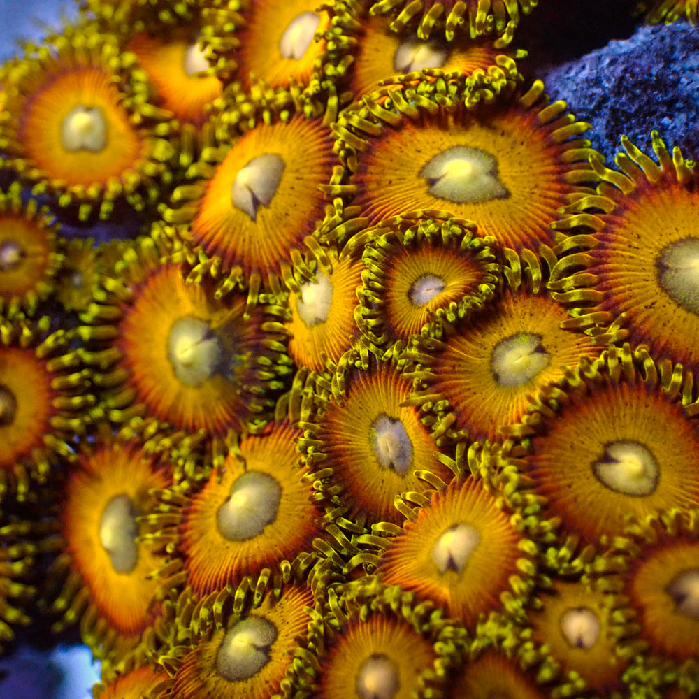 Scrambled Eggs Zoa (2-3 polyps)