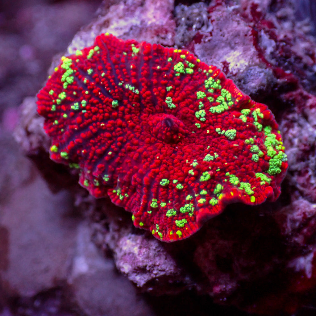 WYSIWYG Red Devil Jawbreaker Discosoma Mushroom (Rare) - Corals Anonymous