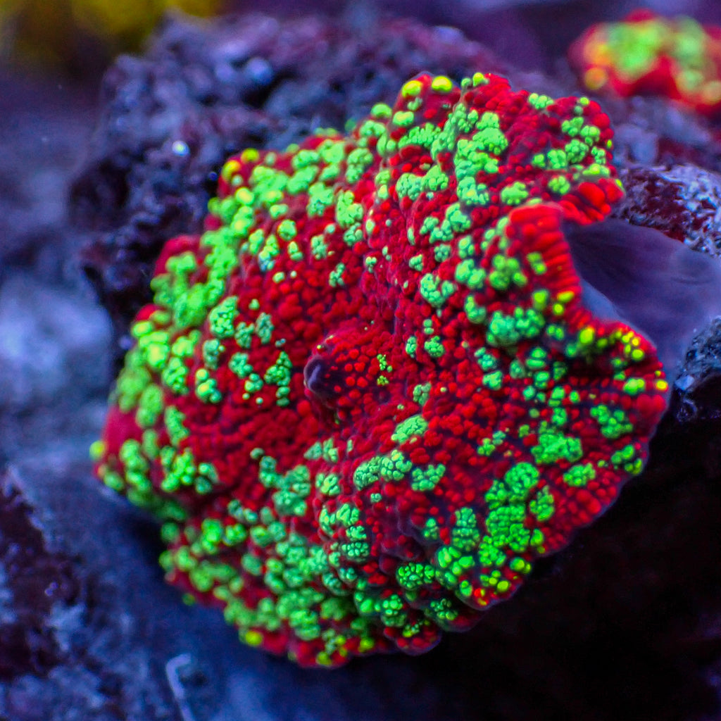 WYSIWYG Red Devil Jawbreaker Discosoma Mushroom (Rare) - Corals Anonymous