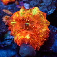 Scorched Sun Discosoma Mushroom (Rare)
