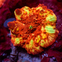 Scorched Sun Discosoma Mushroom (Rare)
