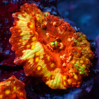 Scorched Sun Discosoma Mushroom (Rare)