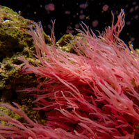 Scarlet Lace Macroalgae
