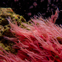 Scarlet Lace Macroalgae

