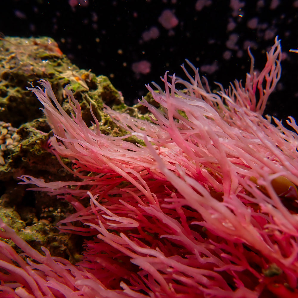 Scarlet Lace Macroalgae