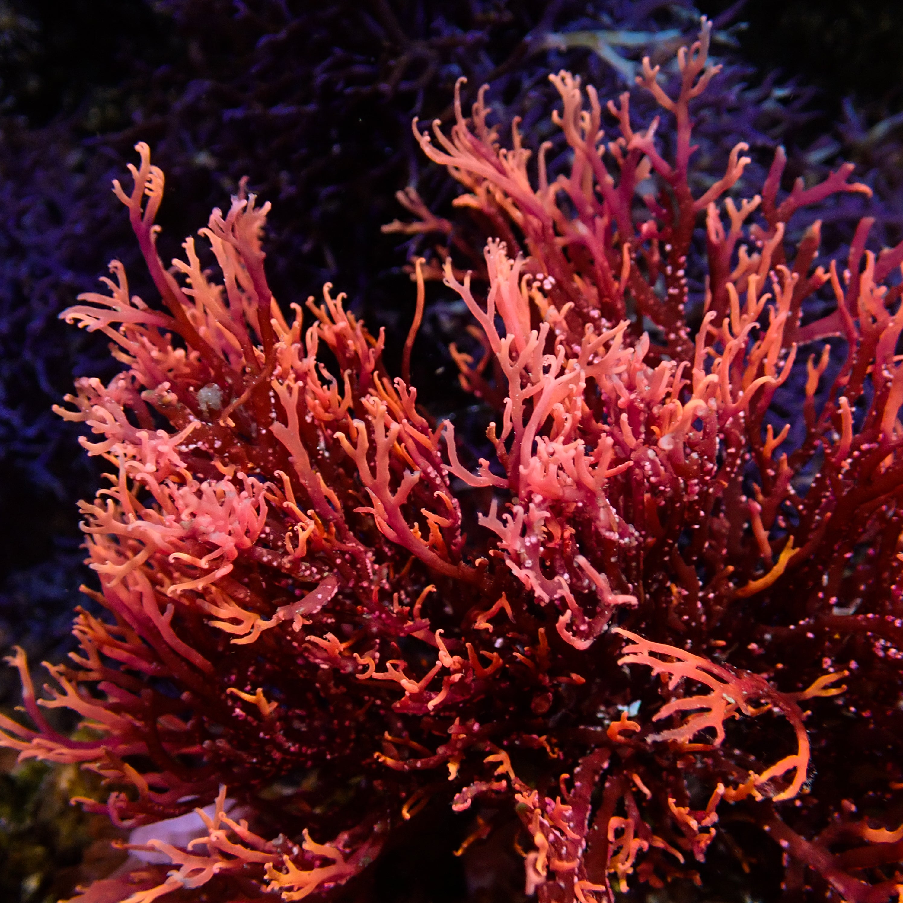 Phoenix Flame Macroalgae (Rare) | Corals Anonymous