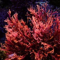 Phoenix Flame Macroalgae (Rare)
