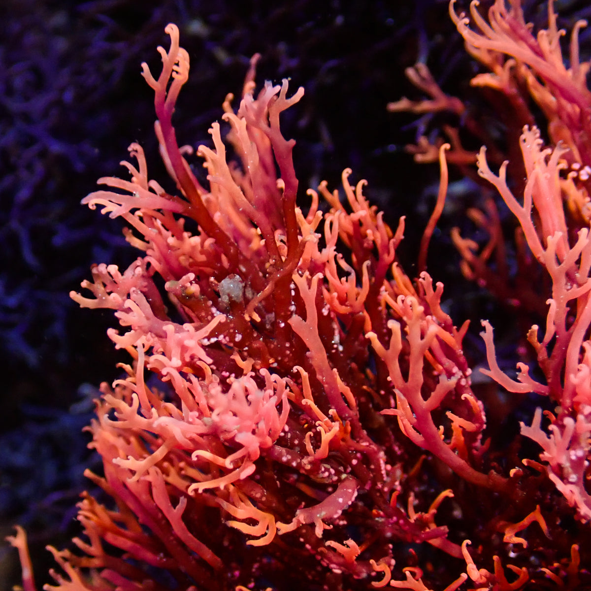 Phoenix Flame Macroalgae (Rare) - Corals Anonymous