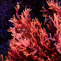 Phoenix Flame Macroalgae (Rare)
