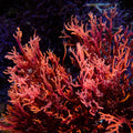 Phoenix Flame Macroalgae (Rare) - Corals Anonymous