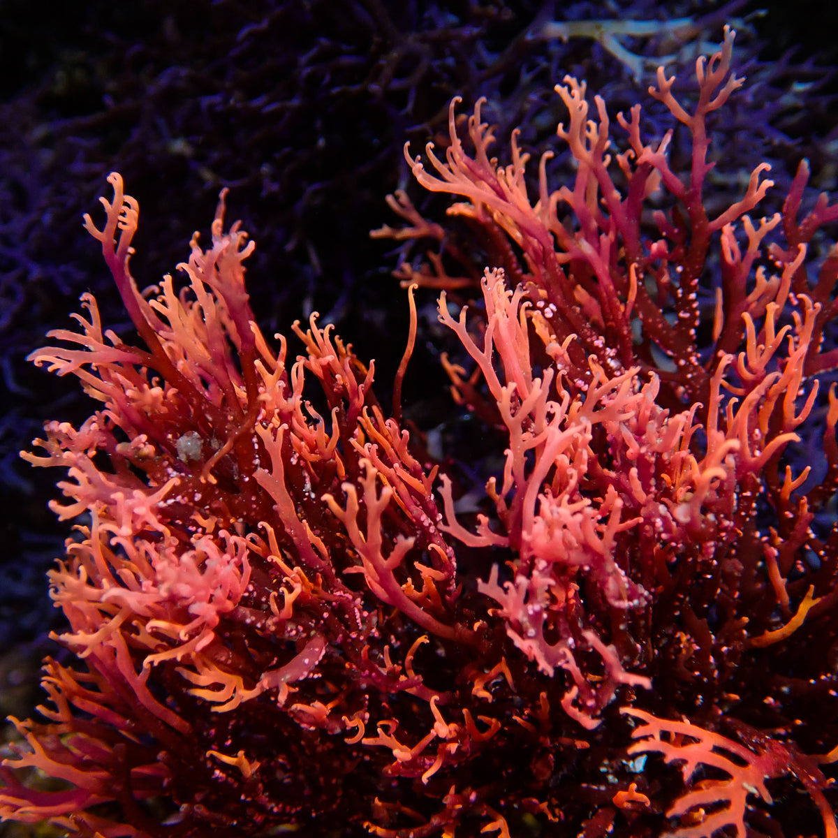 Phoenix Flame Macroalgae (Rare) - Corals Anonymous