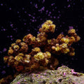 Venus Berry Macroalgae (Rare) - Corals Anonymous