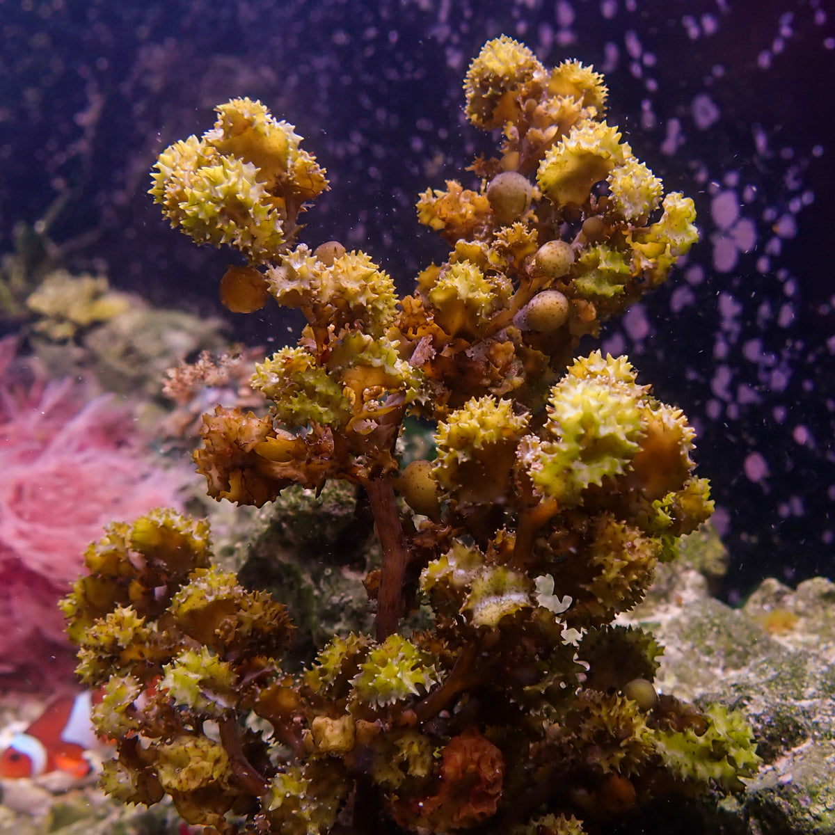 Venus Berry Macroalgae (Rare) - Corals Anonymous
