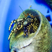 Golden-Spotted Hermit Crab