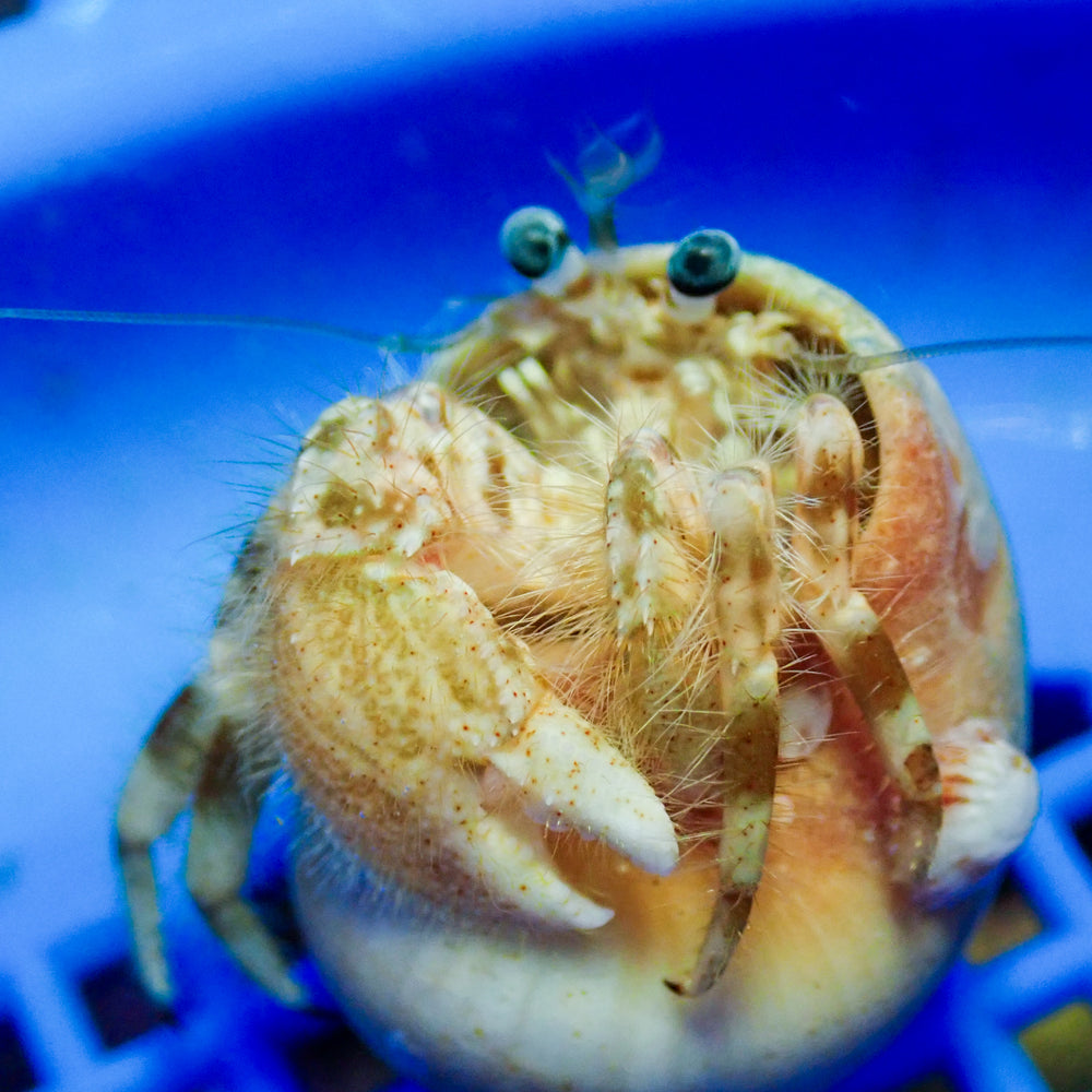 Hermit Crab - Corals Anonymous