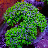 WYSIWYG Purple Tip Wall Hammer (4-5")