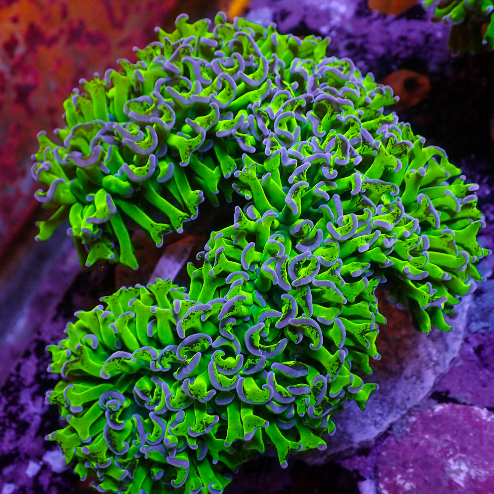 WYSIWYG Purple Tip Wall Hammer (4-5