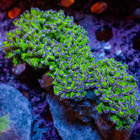 WYSIWYG Purple Tip Wall Hammer (4-5")