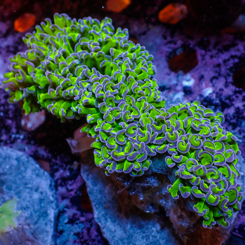 WYSIWYG Purple Tip Wall Hammer (4-5