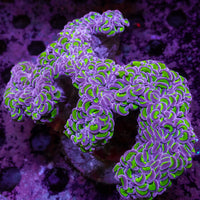 WYSIWYG Purple Tip Wall Hammer (4-5")