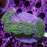 WYSIWYG Purple Tip Wall Hammer (4-5")