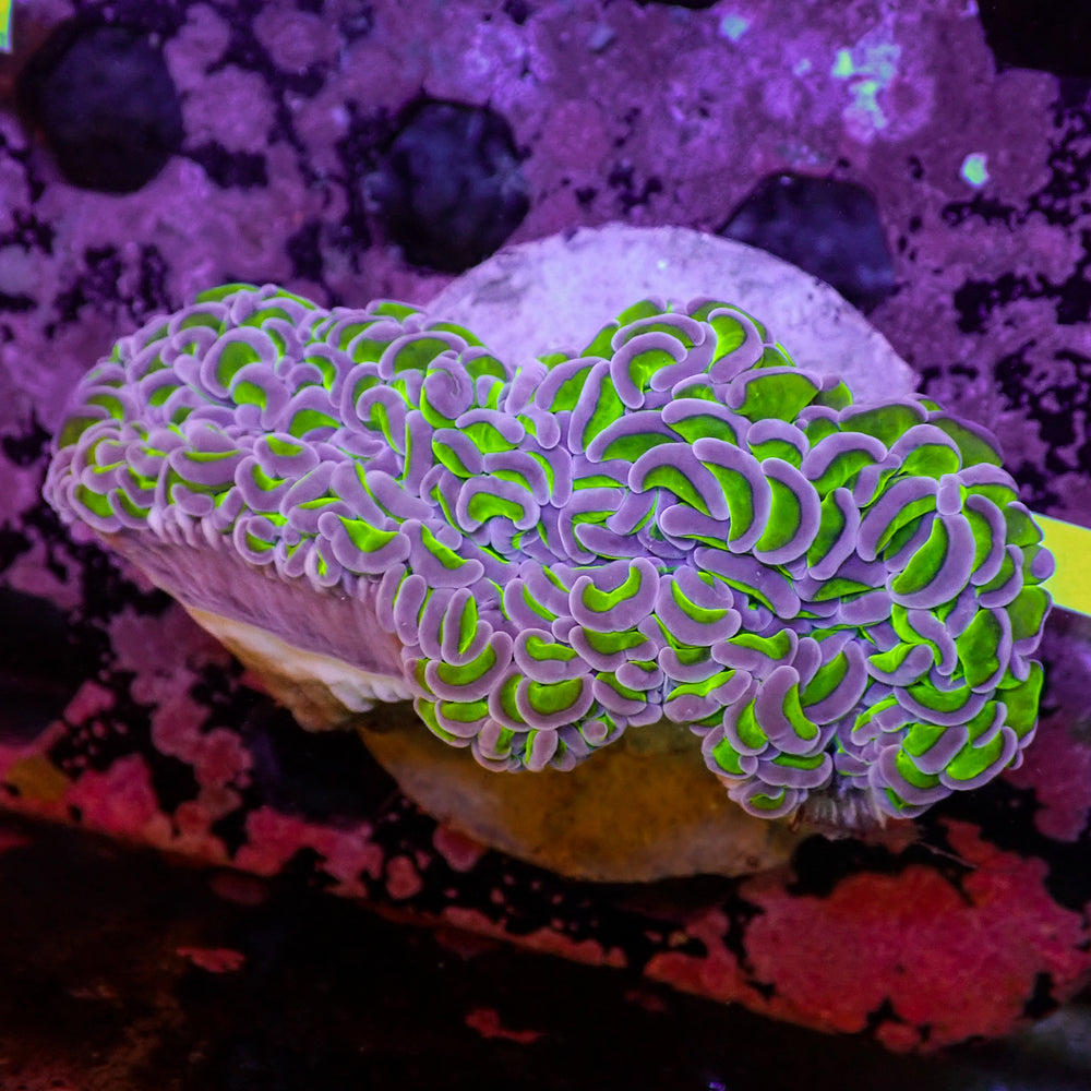 WYSIWYG Purple Tip Wall Hammer (1-2