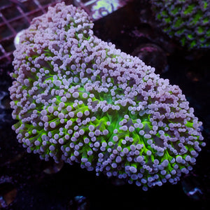 WYSIWYG Aussie Purple Tip Green Wall Frammer Colony (4-5”)