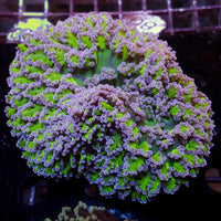 WYSIWYG Aussie Purple Tip Green Wall Frammer Colony (3-4”)