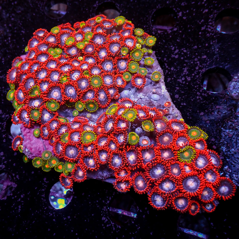 WYSIWYG Ultra Rainbow Zoa Combo Colony (90+ Polyps)