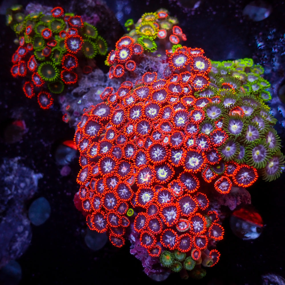 WYSIWYG Ultra Rainbow Multicolor Zoa Colony (120+ polyps)