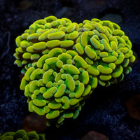 WYSIWYG Golden Rainbow Branching Hammer (3 Polyps)