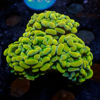 WYSIWYG Golden Rainbow Branching Hammer (3 Polyps)